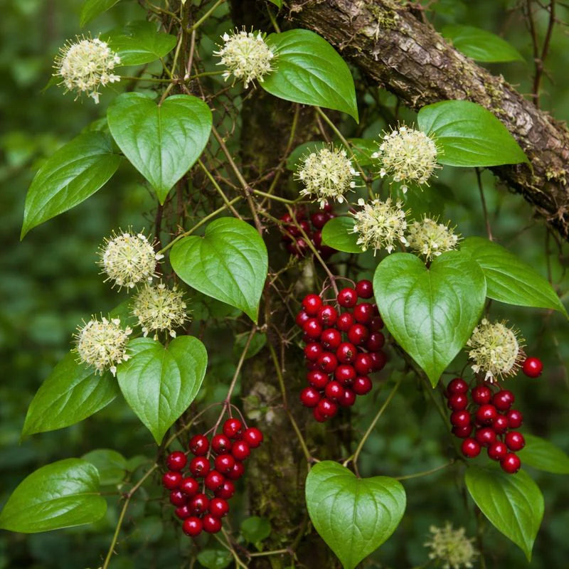 Sarsaparilla Tincture