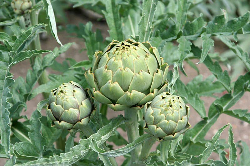Artichoke Tincture - Totally Natural Skincare