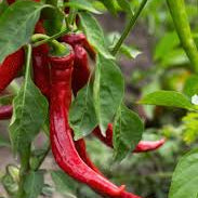 Cayenne Tincture - Totally Natural Skincare