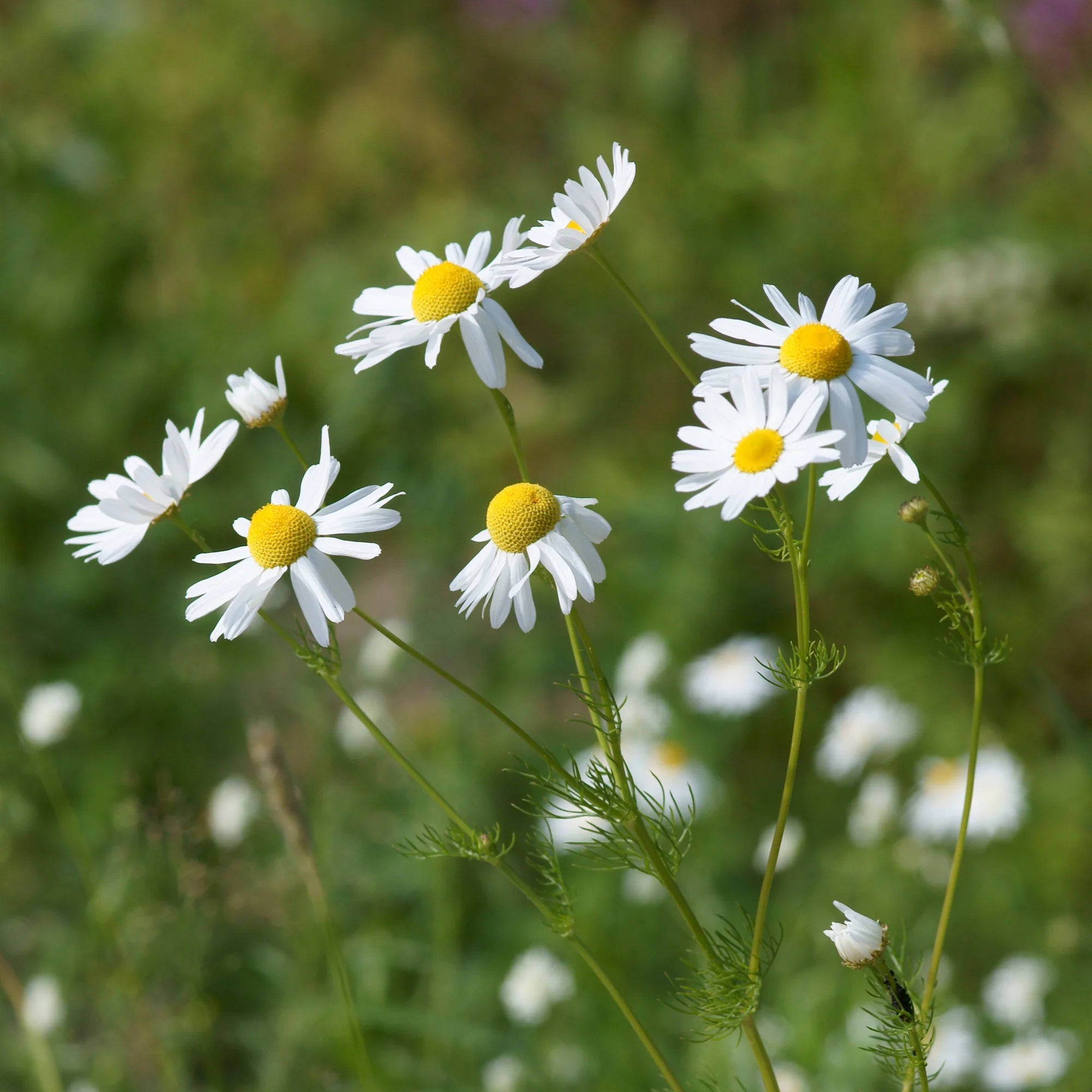 Chamomile Tincture (distilled) - Totally Natural Skincare