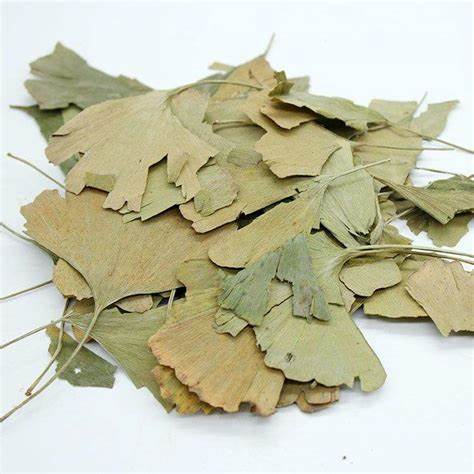 Ginkgo Biloba - Totally Natural Skincare