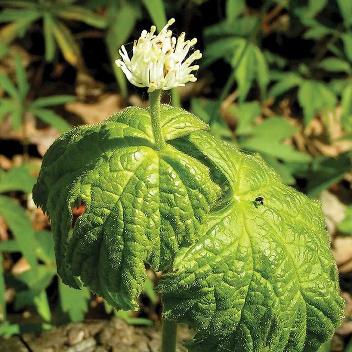 Goldenseal Root Tincture (grown in Scotland) - Totally Natural Skincare