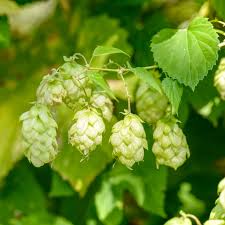 Hops Tincture - Totally Natural Skincare