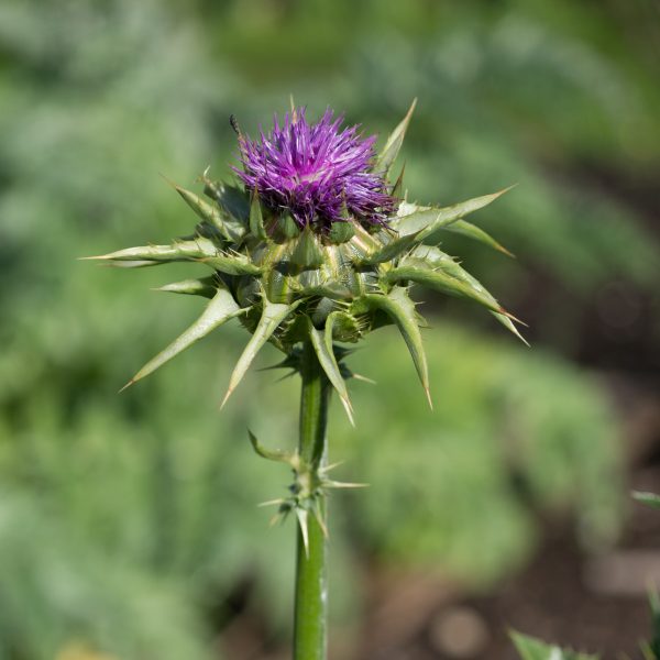 Milk Thistle Tincture - Totally Natural Skincare