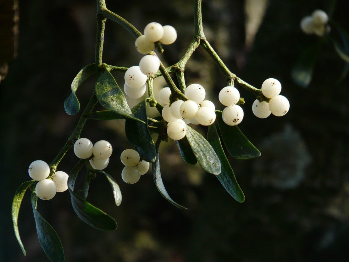 Mistletoe Herb Tincture - Totally Natural Skincare