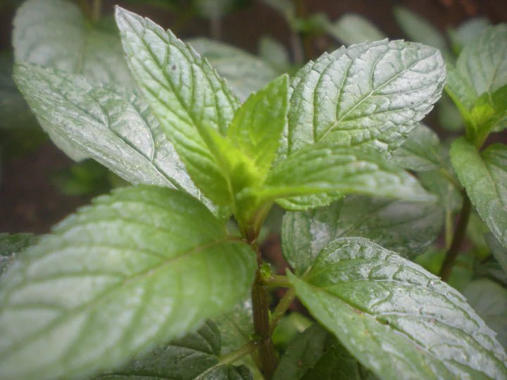 Peppermint Tincture - Totally Natural Skincare