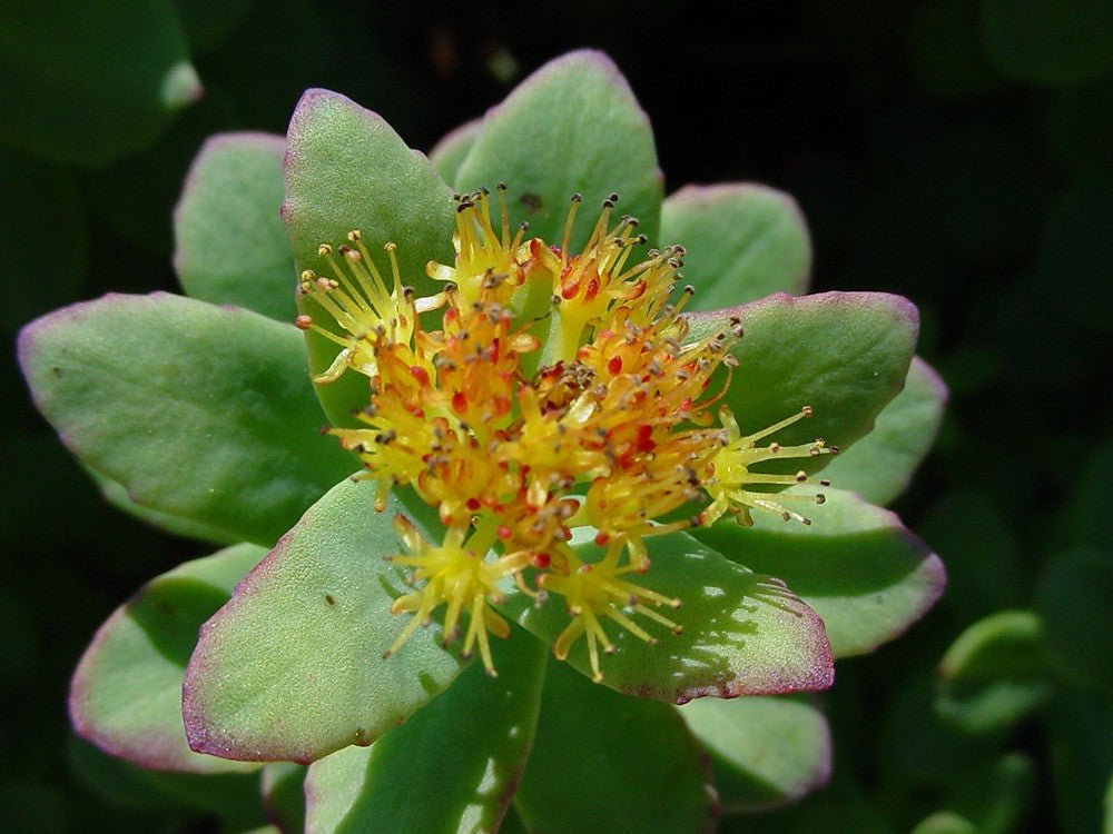 Rhodiola Tincture (Golden Root) - Totally Natural Skincare