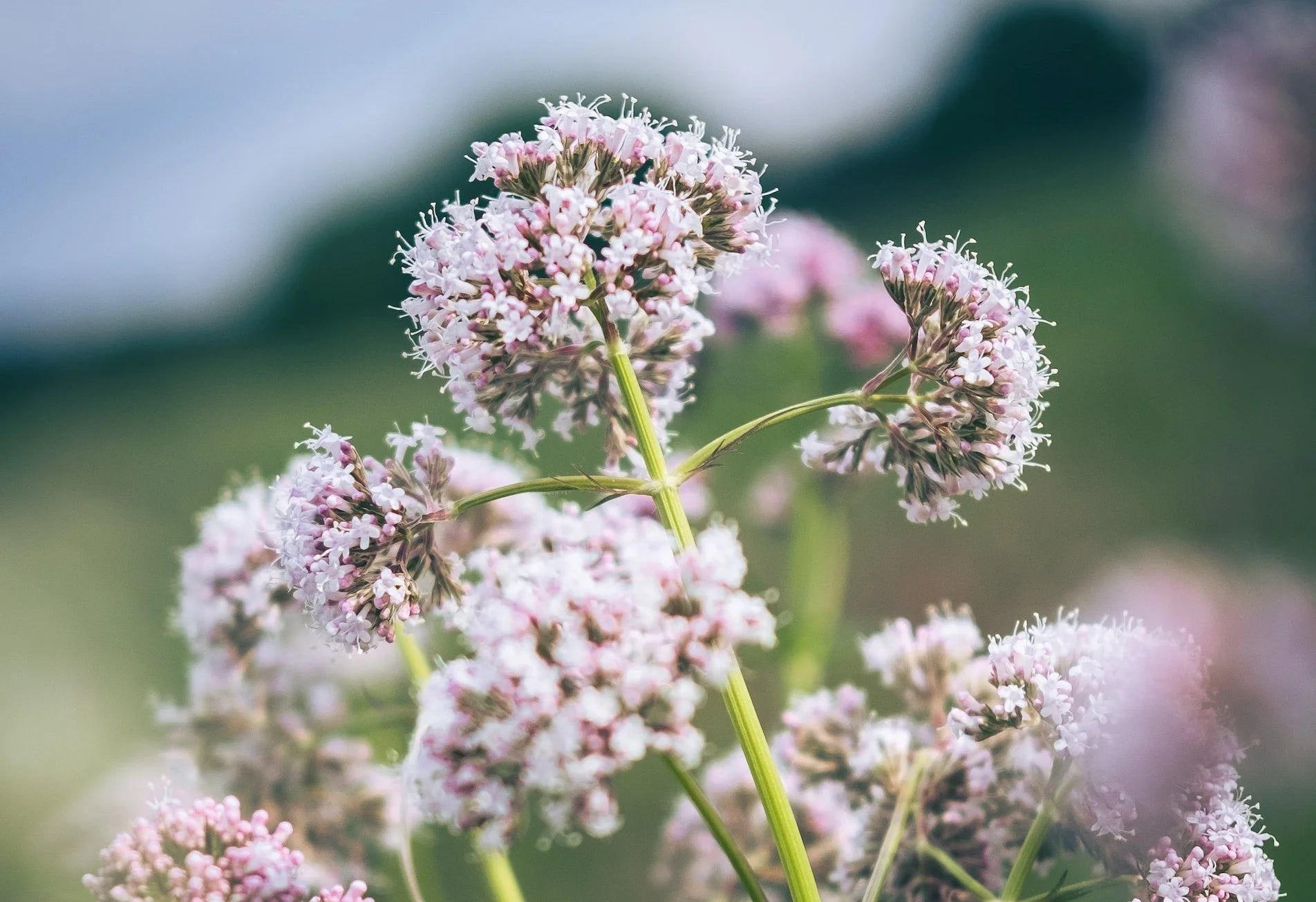 Valerian Tincture - Totally Natural Skincare