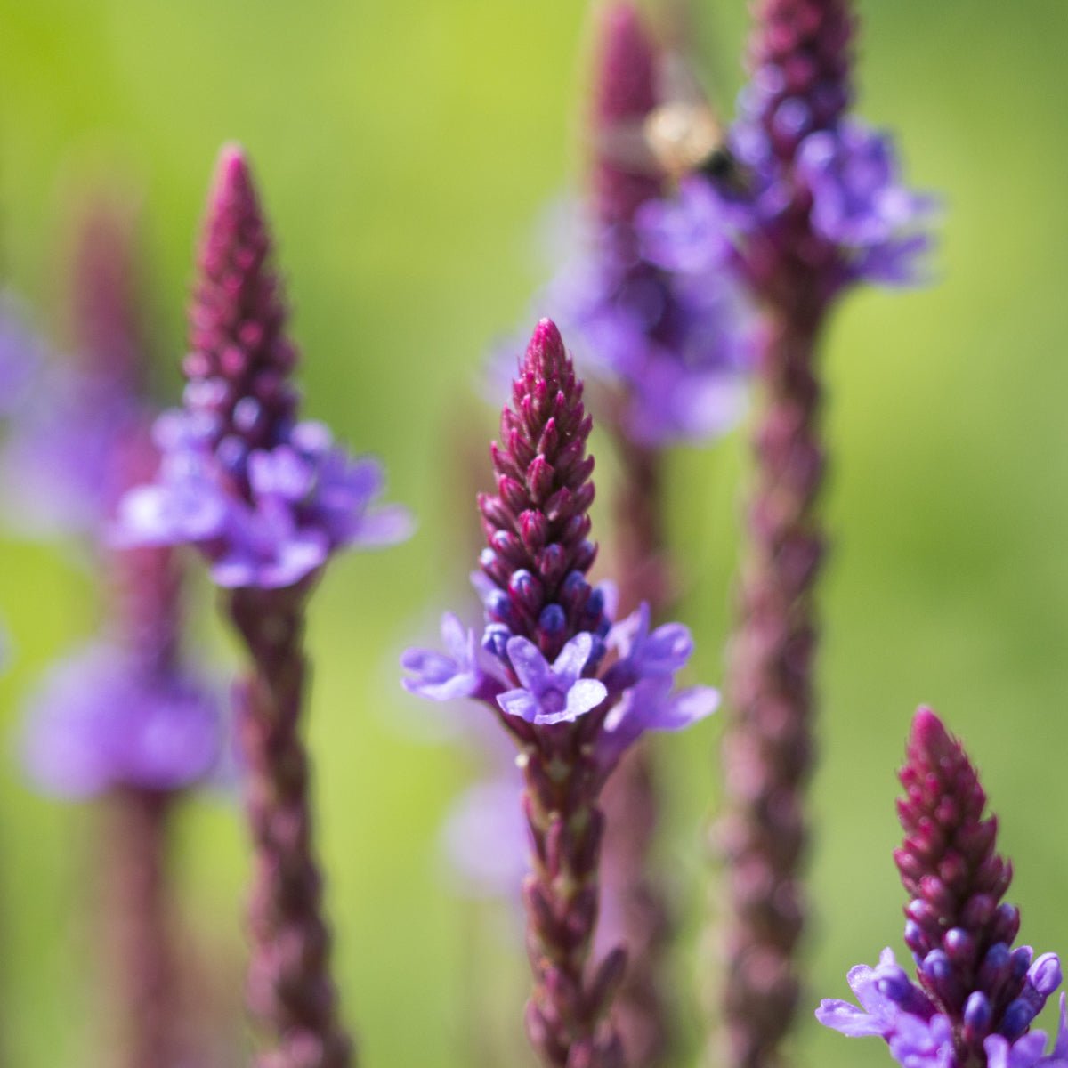 Vervain Tincture - Totally Natural Skincare