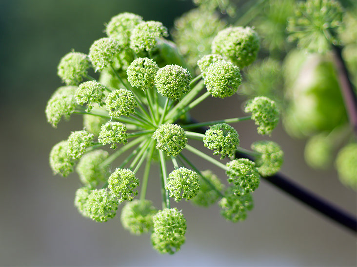 Angelica Tincture (organic, fresh)