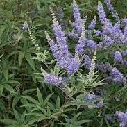 Agnus Castus Tincture - Totally Natural Skincare