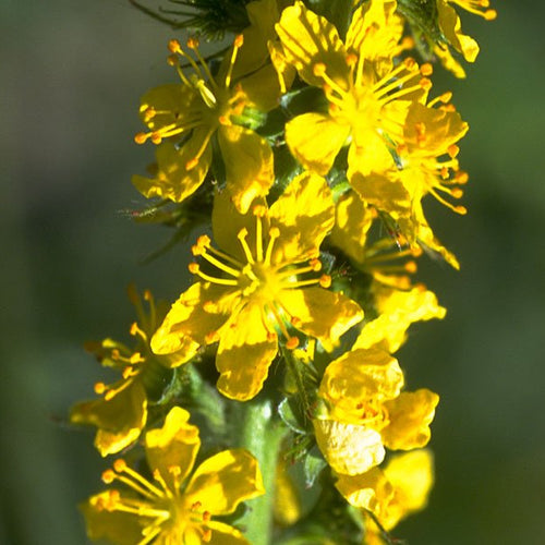 Agrimony - Totally Natural Skincare