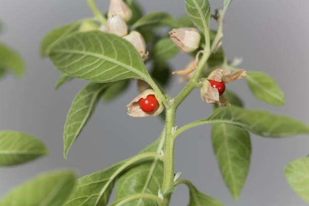 Ashwagandha Root Tincture - Totally Natural Skincare