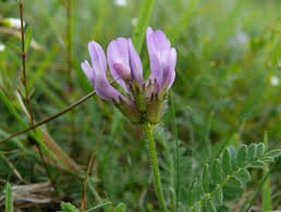 Astragalus Root Tincture - Totally Natural Skincare