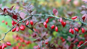 Barberry Tincture - Totally Natural Skincare