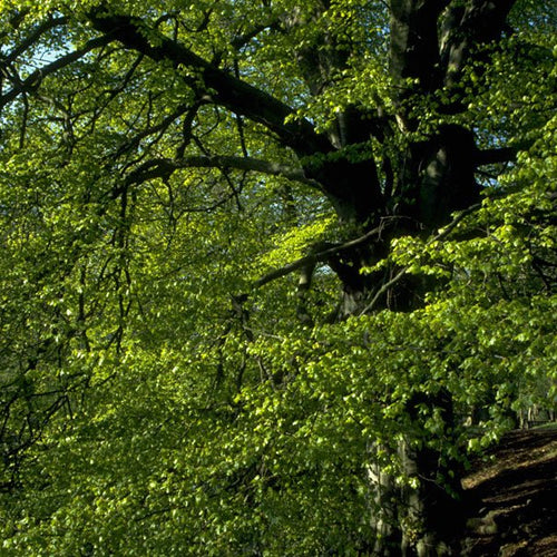 Beech - Totally Natural Skincare