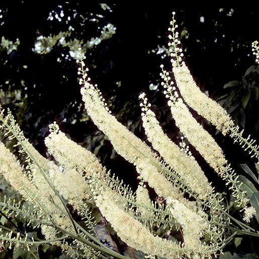 Black Cohosh Tincture - Totally Natural Skincare