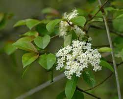 Black Haw Tincture - Totally Natural Skincare