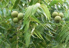 Black Walnut Tincture - Totally Natural Skincare