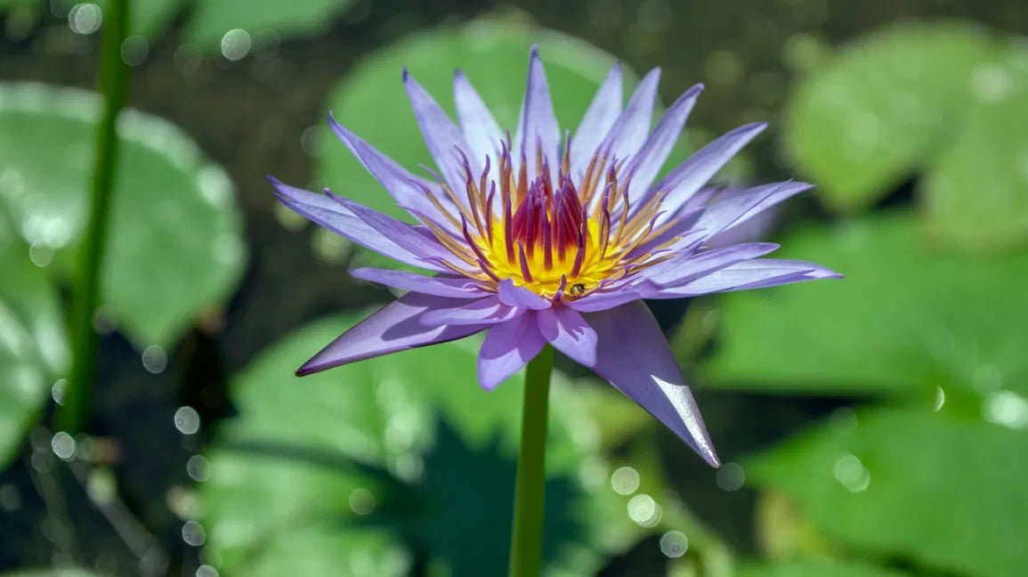 Blue Lotus Tincture (organic) - Totally Natural Skincare