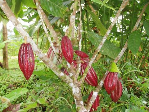 Cacao Bean Tincture (organic) - Totally Natural Skincare