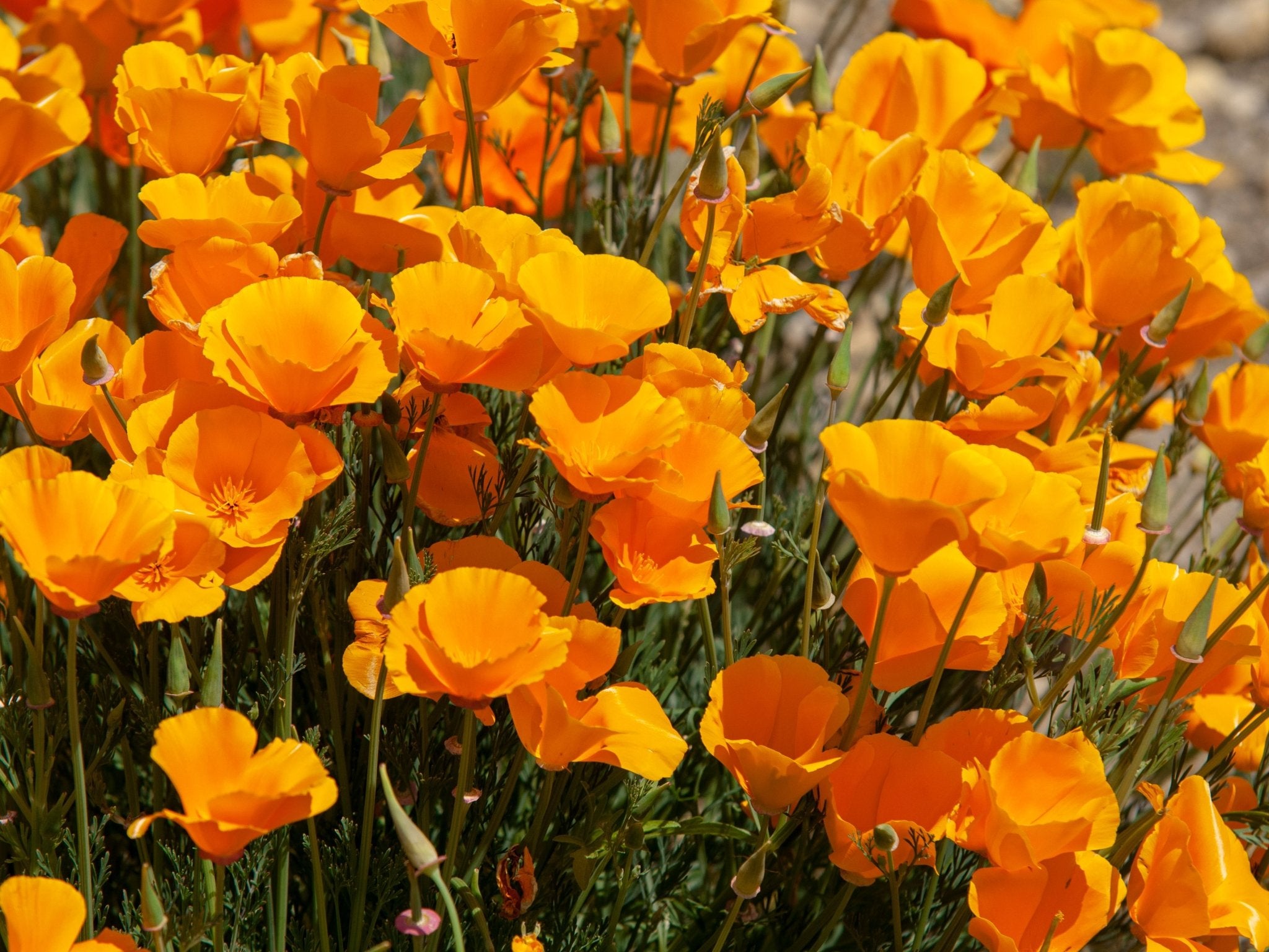 Californian Poppy tincture - Totally Natural Skincare