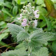 Catnip Tincture - Totally Natural Skincare