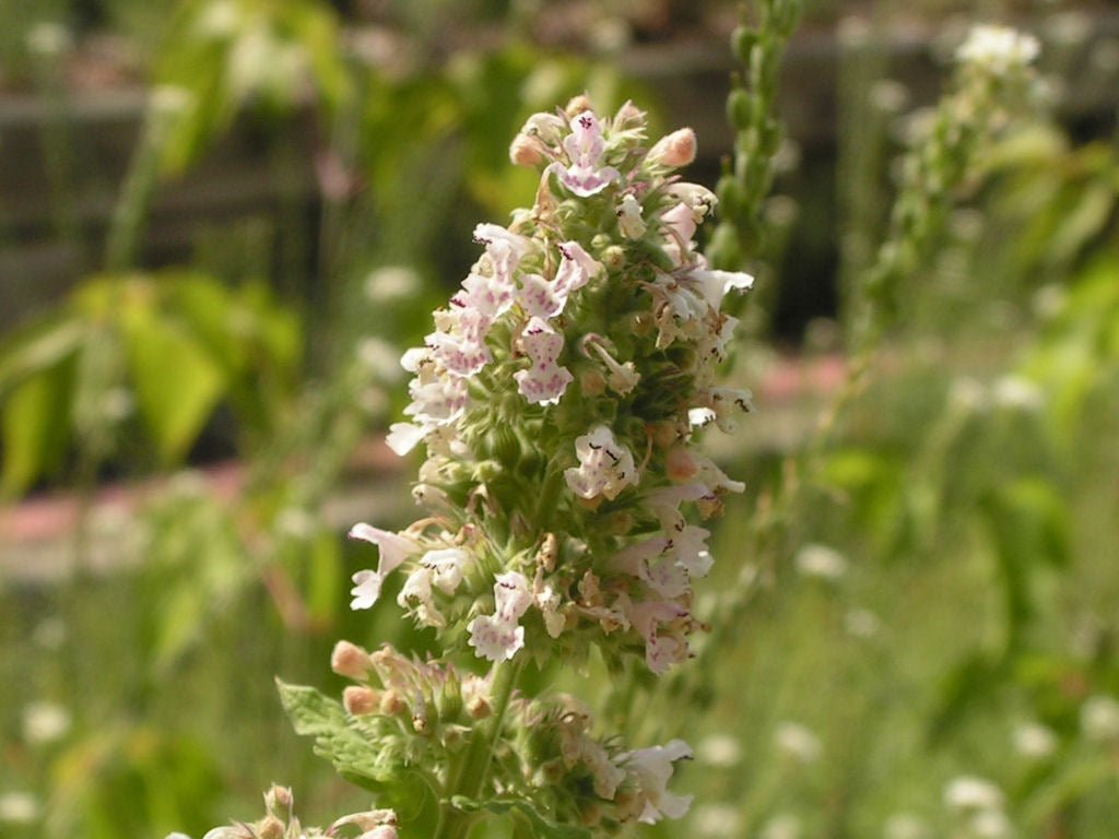 Catnip Tincture - Totally Natural Skincare
