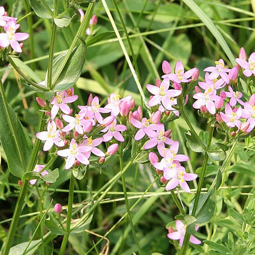 Centaury - Totally Natural Skincare