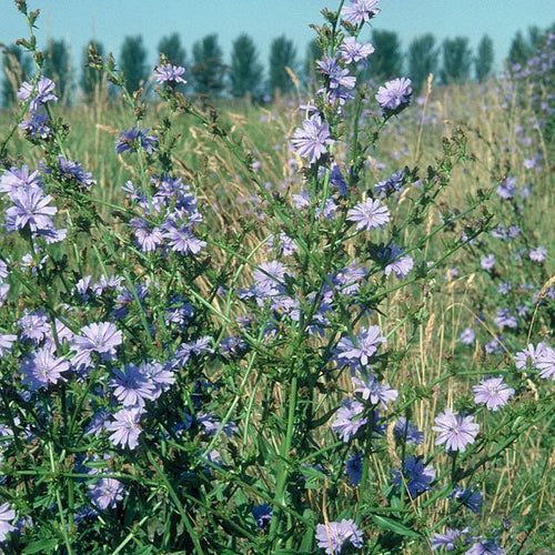 Chicory - Totally Natural Skincare