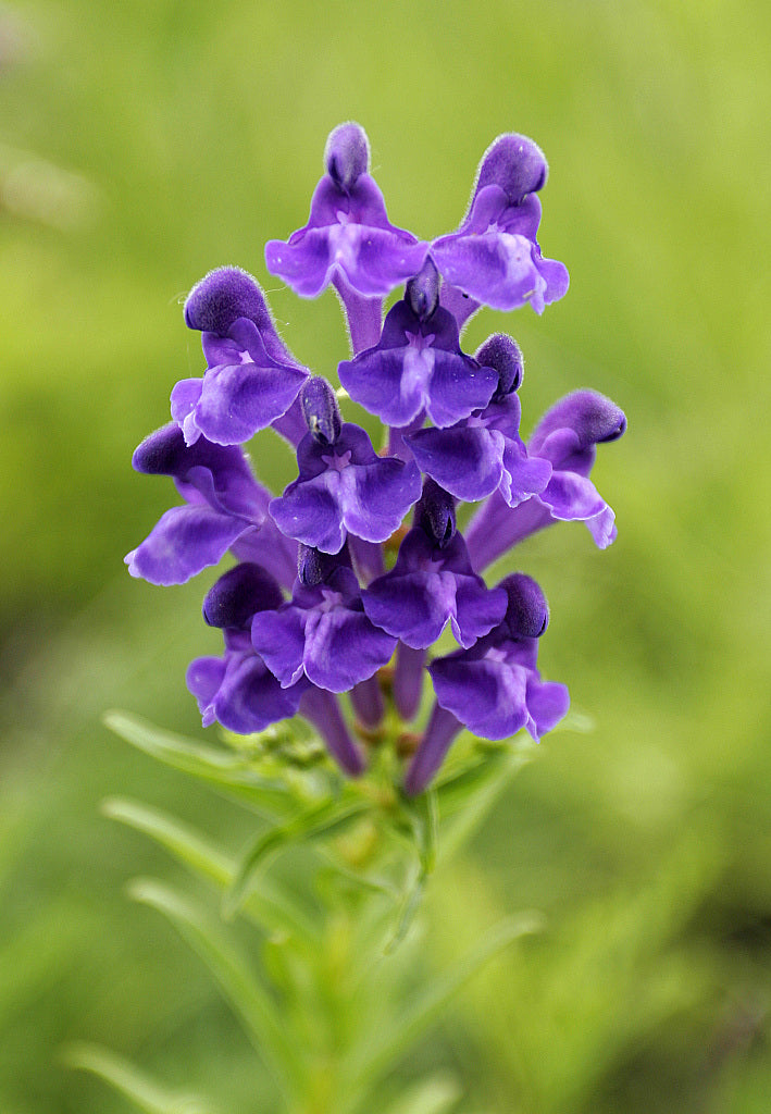 Scullcap (Chinese, Baicalensis)