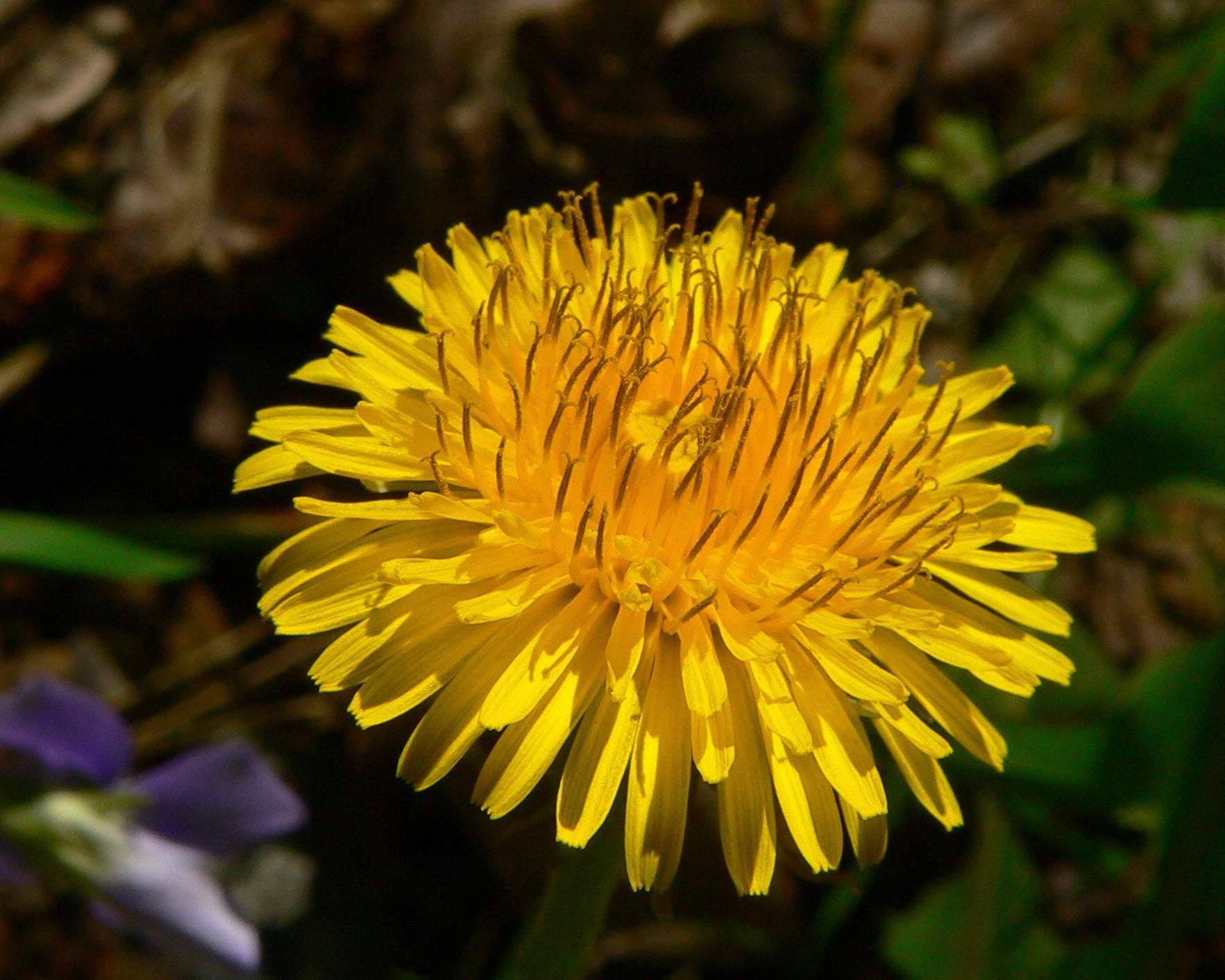 Dandelion Root Decocted Tincture - Totally Natural Skincare