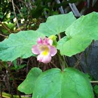 Devils Claw Tincture - Totally Natural Skincare