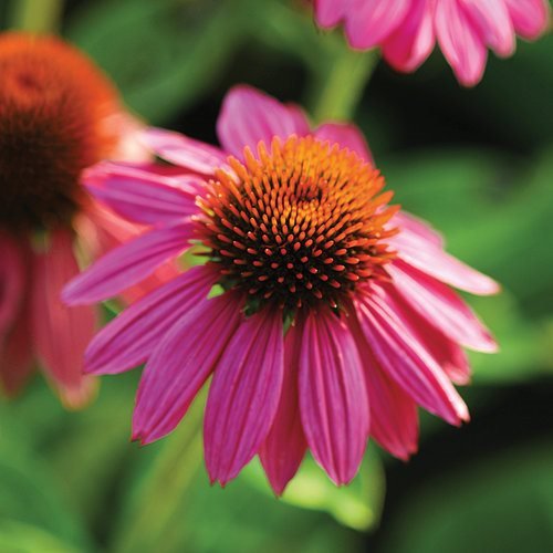 Echinacea Tincture - Totally Natural Skincare