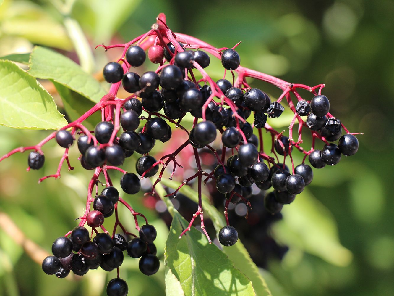 Elderberry Tincture (organic)
