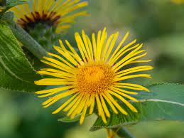 Elecampane Tincture (organic) - Totally Natural Skincare