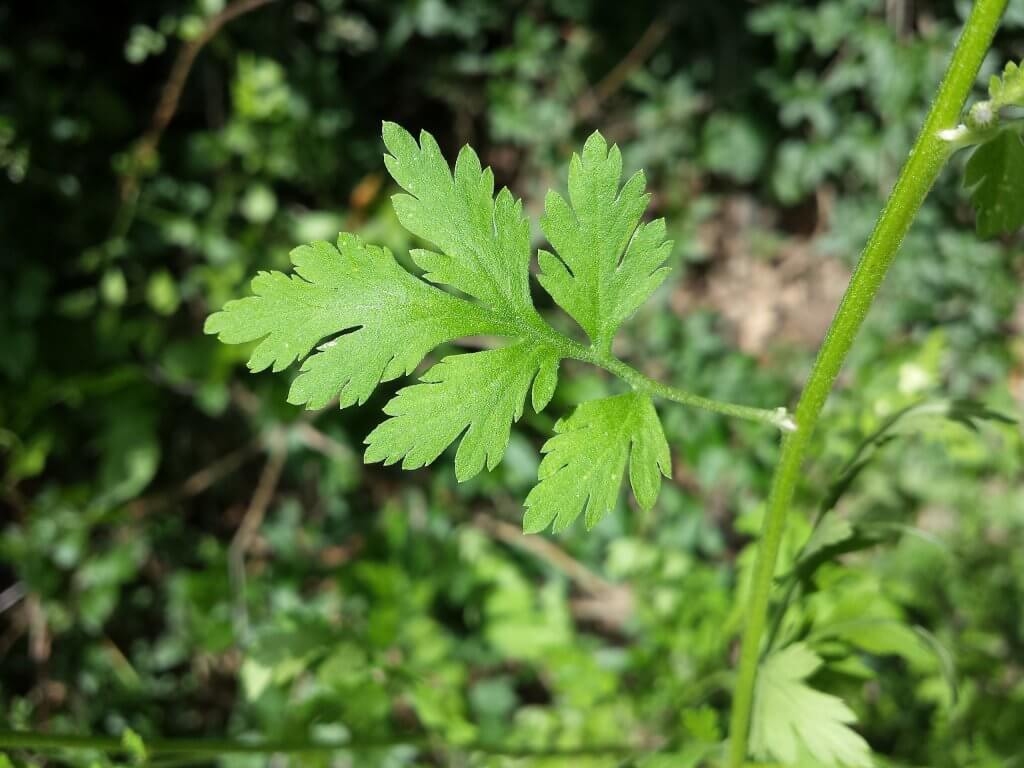 Feverfew Leaf Tincture (organic, fresh) - Totally Natural Skincare