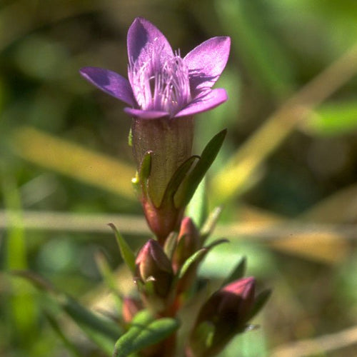 Gentian - Totally Natural Skincare