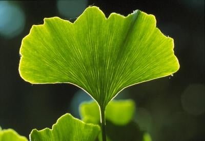 Ginkgo Complex Brain Nourishing Formula - Totally Natural Skincare