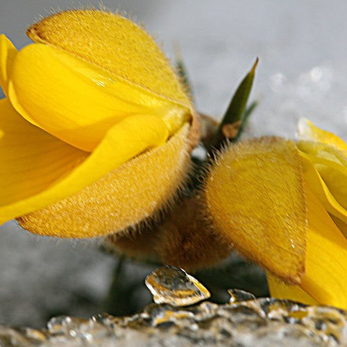 Gorse - Totally Natural Skincare
