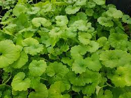 Gotu Kola Tincture - Totally Natural Skincare