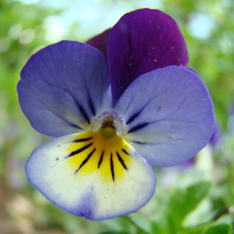 Heartsease Tincture - Totally Natural Skincare