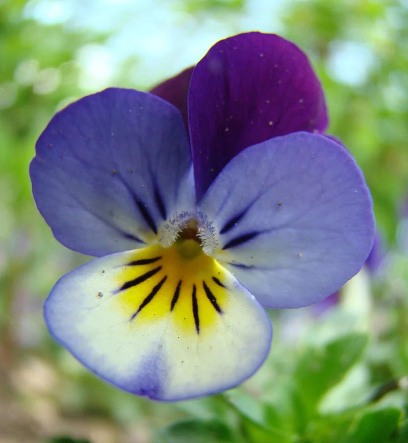 Heartsease Tincture - Totally Natural Skincare