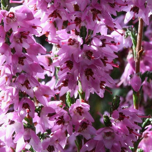 Heather - Totally Natural Skincare