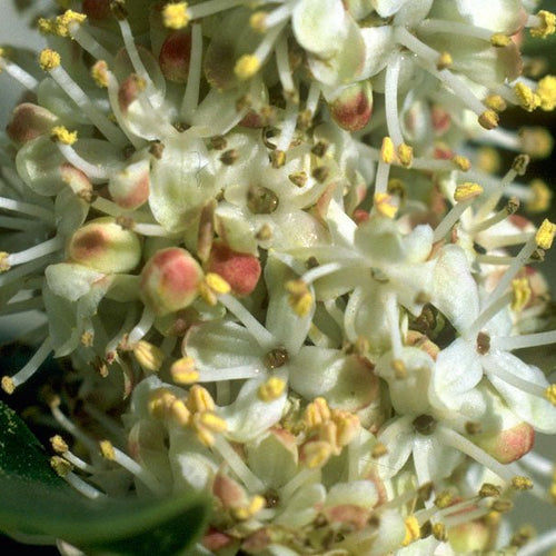 Holly - Totally Natural Skincare