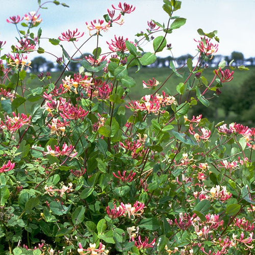 Honeysuckle - Totally Natural Skincare