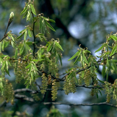 Hornbeam - Totally Natural Skincare
