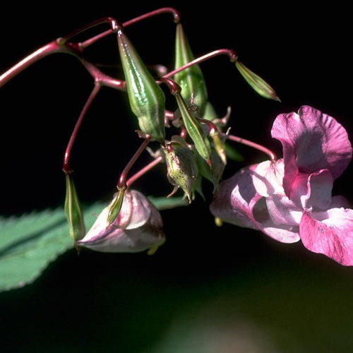 Impatiens - Totally Natural Skincare