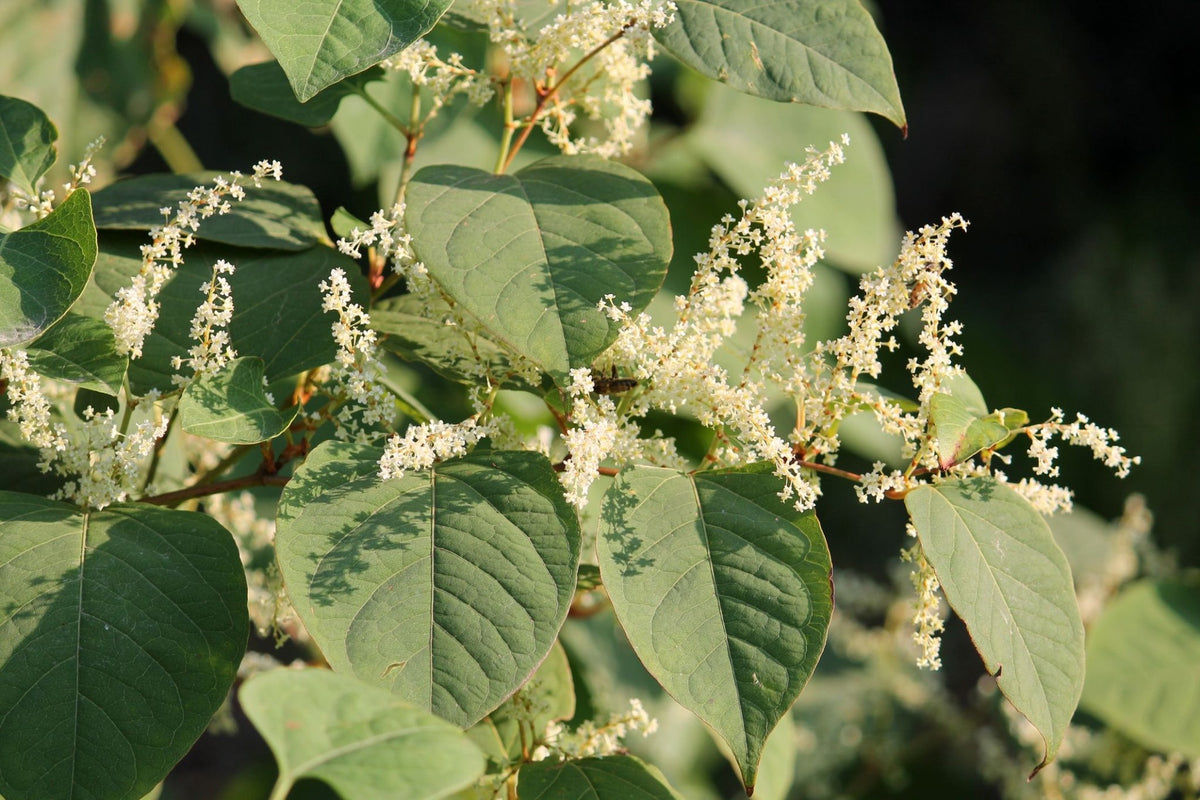 Japanese Knotweed Root Tincture - Totally Natural Skincare