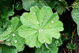 Ladies Mantle Leaf Tincture - Totally Natural Skincare